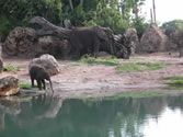 Animal Kingdom 06 - Elephant with baby