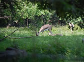 Bronx Zoo 022 -  