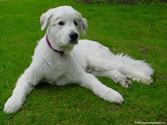 Callie 01 - Great Pyrenees (shaved)