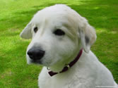 Callie 02 - Great Pyrenees (shaved)