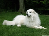 Callie 03 - Great Pyrenees