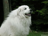 Callie 04 - Great Pyrenees