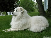 Callie 05 - Great Pyrenees