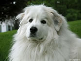 Callie 06 - Great Pyrenees