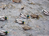 Ducks 01 - Mallard ducks