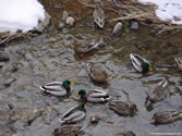 Ducks 02 - Mallard ducks