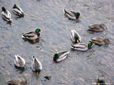 Ducks 03 - Mallard ducks