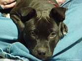 Grace 01 - American Pit Bull Terrier (puppy)