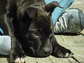 Grace 02 - American Pit Bull Terrier (puppy)