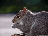 Squirrel 01 - Squirrel raiding bird feeder