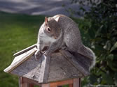 Squirrel 02 - Squirrel raiding bird feeder