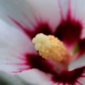 flower-001_hd-720p