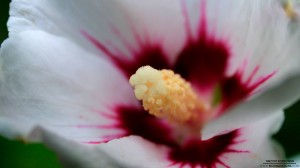 flower-001_hd-720p