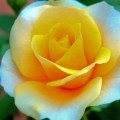 flower-002_hd-720p