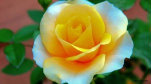 flower-002_hd-720p