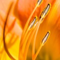 flower-003_hd-720p