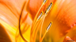 flower-003_hd-720p