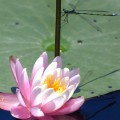 flower-004_hd-720p