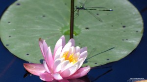 flower-004_hd-720p