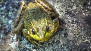 frog-001_hd-720p