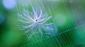 nature-001_hd-720p
