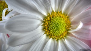 flower-8-1-2012_hd-720p