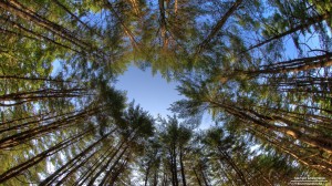 peoples-forest-7-12-2012_hd-720p