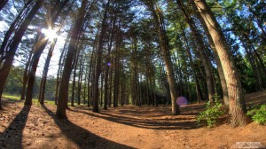 peoples-forest-7-20-2012_hd-720p