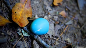 robins-egg-7-26-2012_hd-720p