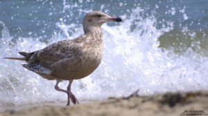 seagull-7-29-2012_hd-720p