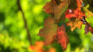 fall-foliage-9-12-2012_hd-720p