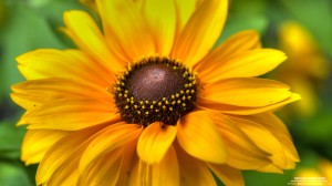 flower-9-9-2012_hd-720p