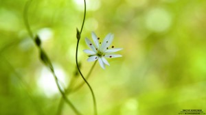 wild-flower-8-28-2012_hd-720p