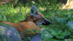 maned-wolf-10-03-2012_hd-720p