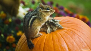 chipmunk-pumpkin-10-18-2012_hd-720p