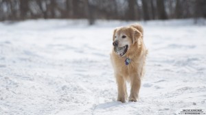 golden-retriever-2-21-2013_hd-720p