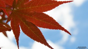 japanese-maple-2-6-2013_hd-720p