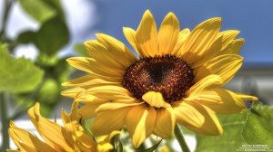 sun-flower-2-9-2013_hd-720p