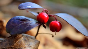 wintergreen-berry-2-27-2013_hd-720p