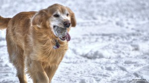 golden-retriever-3-2-2013_hd-720p