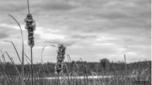 white-memorial-4-4-2013_hd-720p