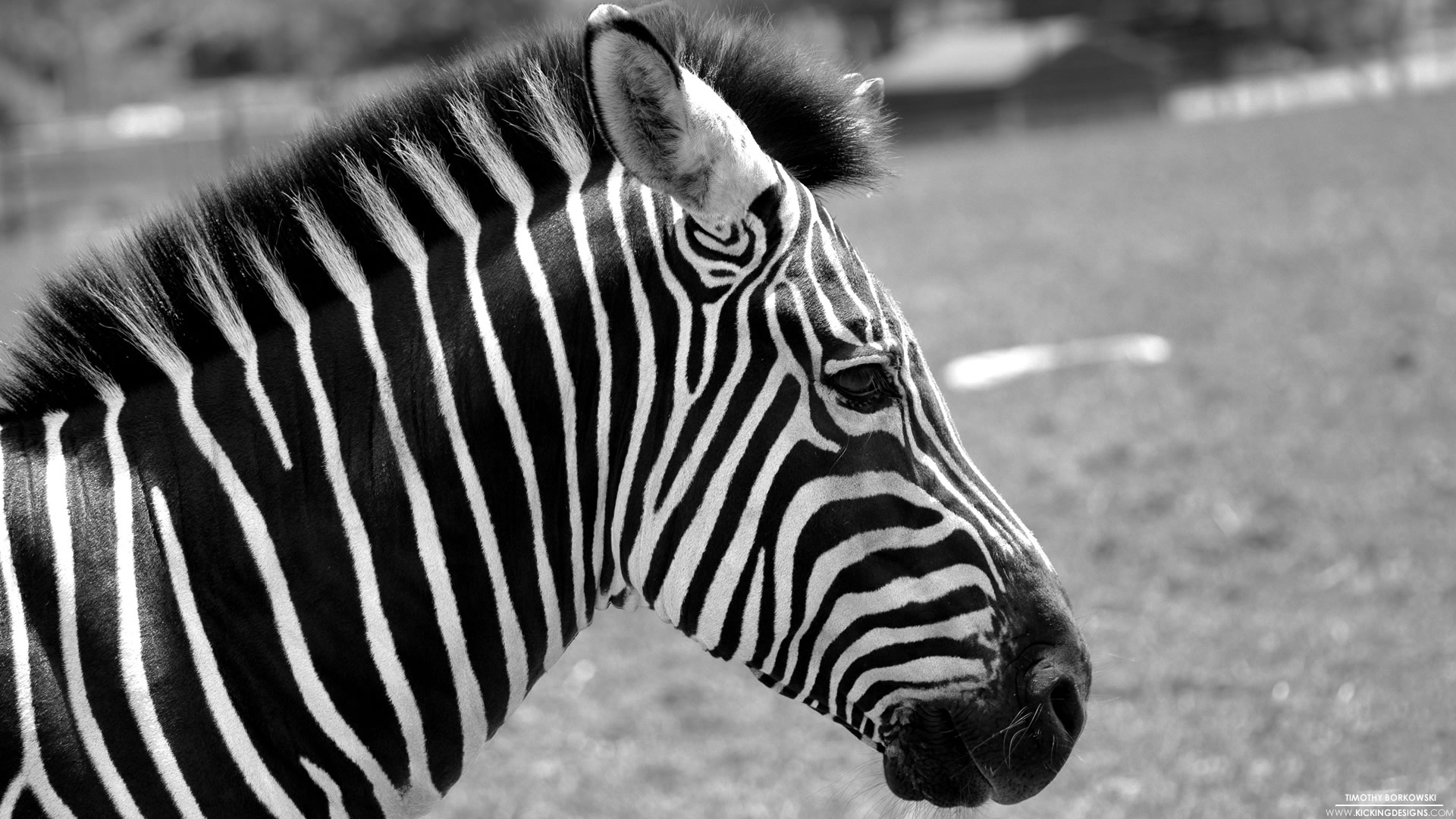 zebra wallpaper hd