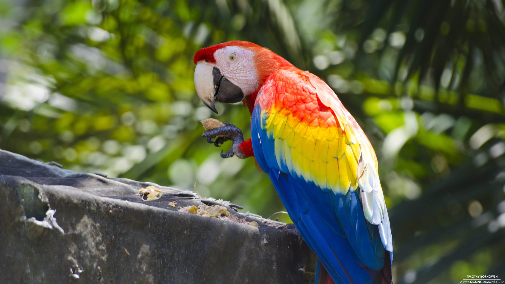 Scarlet Macaw Parrot 4-28-2015 Wallpaper Background | Kicking Designs