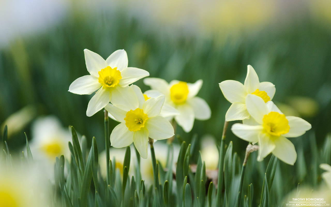 Yellow Daffodils 5-23-2015 Wallpaper Background | Kicking Designs