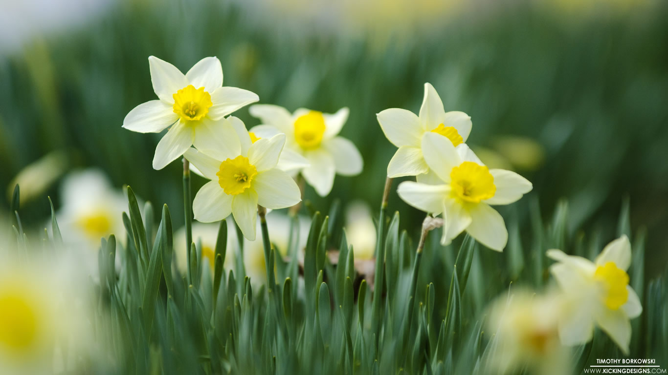 Yellow Daffodils 5-23-2015 Wallpaper Background | Kicking Designs