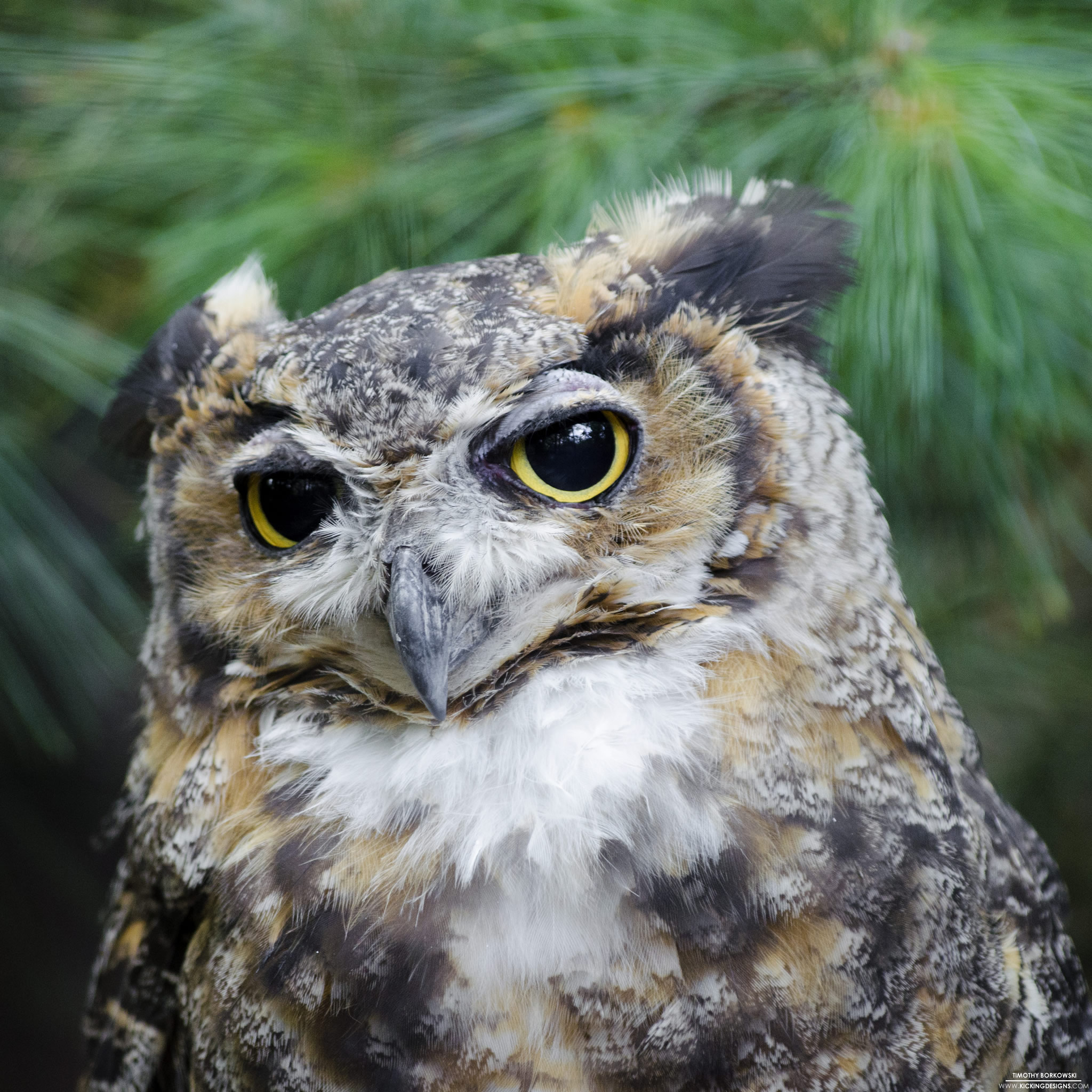 Great Horned Owl 8-1-2015 Wallpaper Background | Kicking Designs