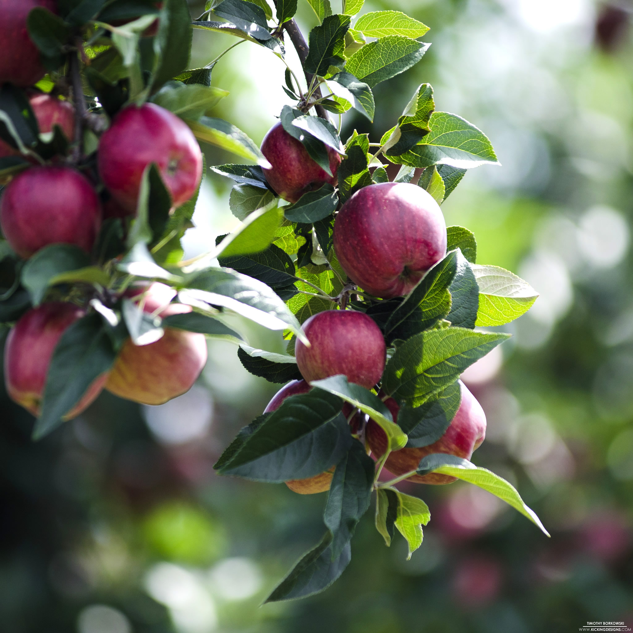 apple orchard wallpaper