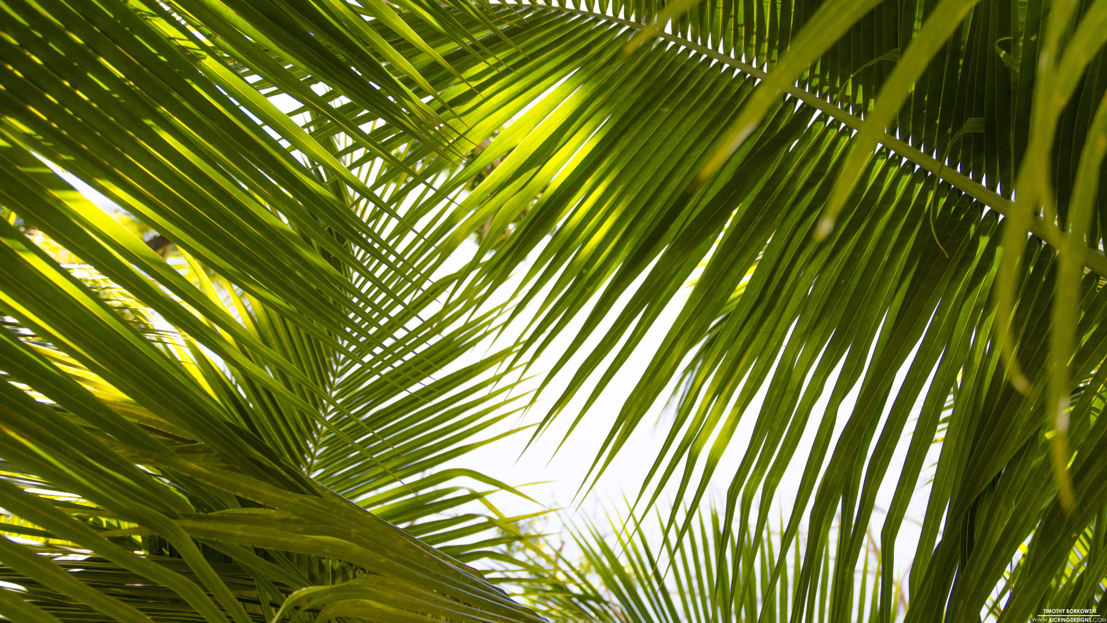 Tropical Leaves 9-17-2015 Wallpaper Background | Kicking Designs