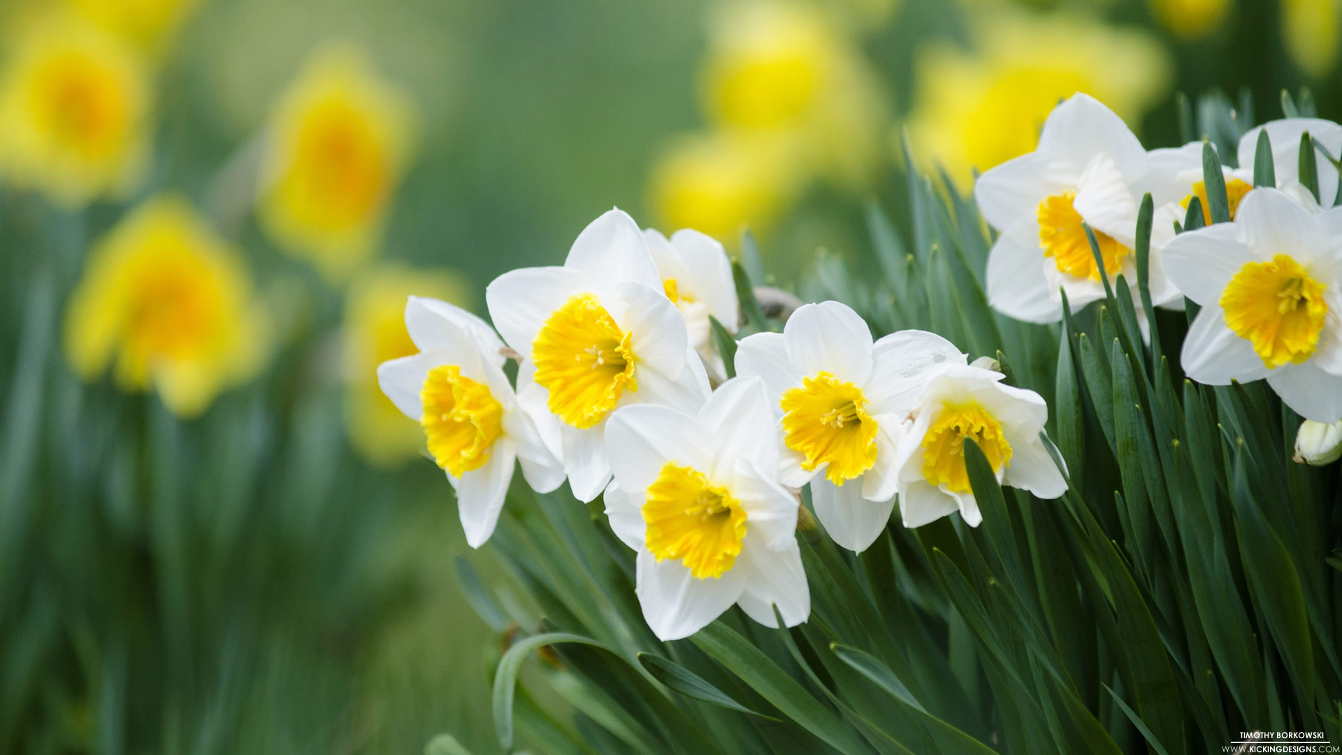 Daffodils 4-14-2016 Wallpaper Background | Kicking Designs