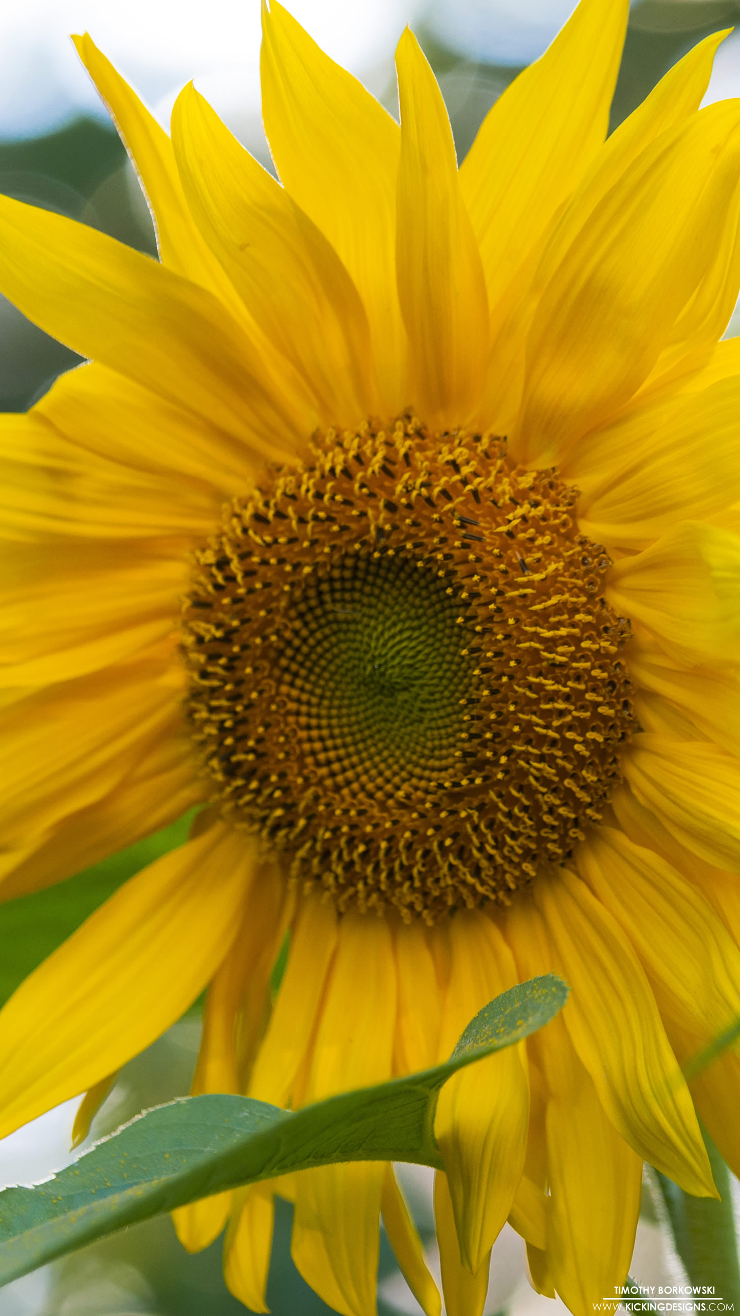 Sunflower 9-18-2017 Wallpaper Background | Kicking Designs